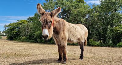 Donkey Sanctuary says goodbye to 'icon' Poitou donkey